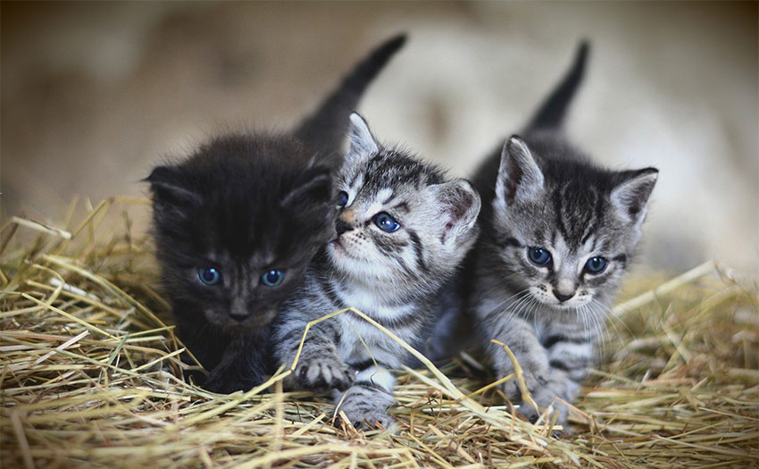 Nota informativa sobre posibles envenenamientos de gatos pertenecientes a colonias felinas