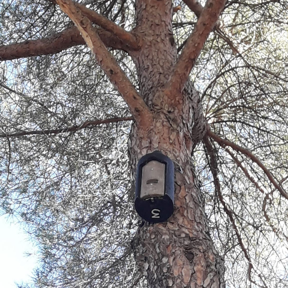 El Ayuntamiento instala 50 cajas nido para murciélagos