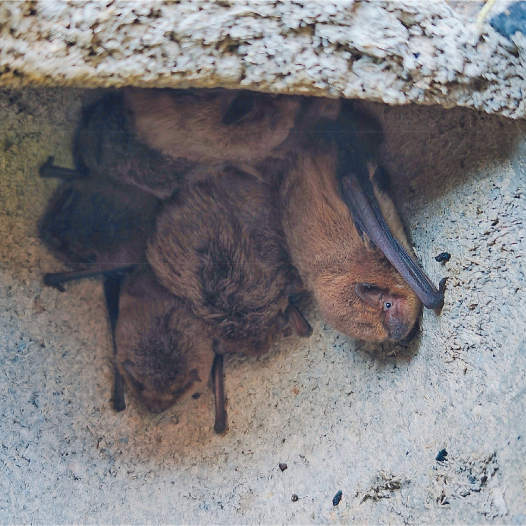 Torrelodones instala cajas refugio para murciélagos para preservar la biodiversidad