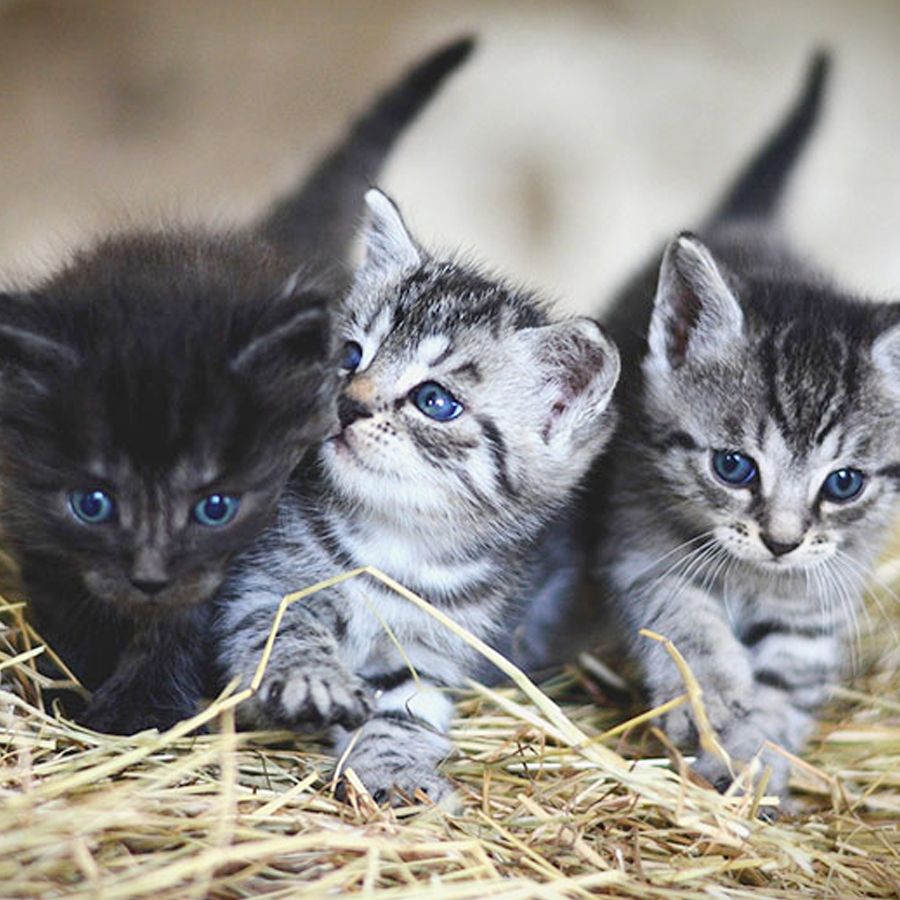 Torrelodones renovará los carnés de cuidadores de colonias felinas