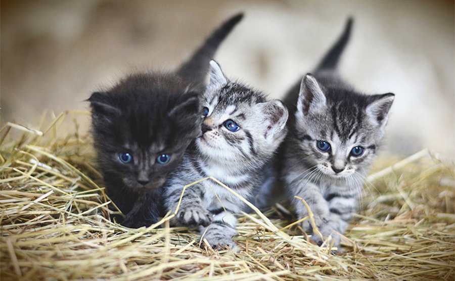 Torrelodones renovará los carnés de cuidadores de colonias felinas