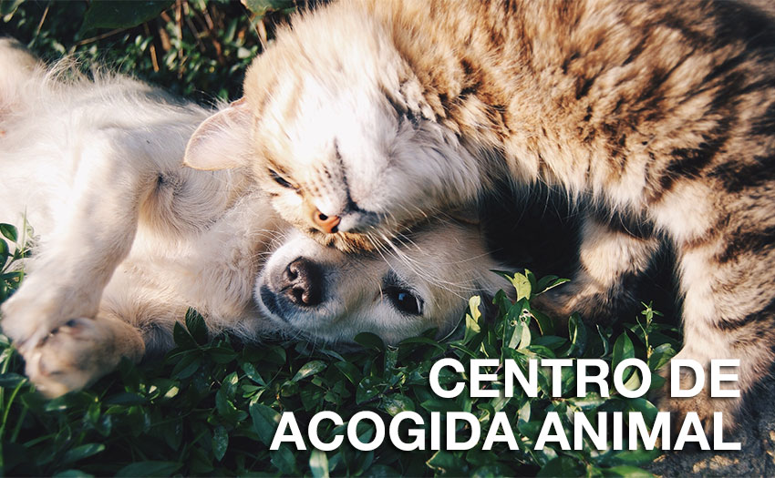 Centro de acogida animal - Ayuntamiento de Torrelodones