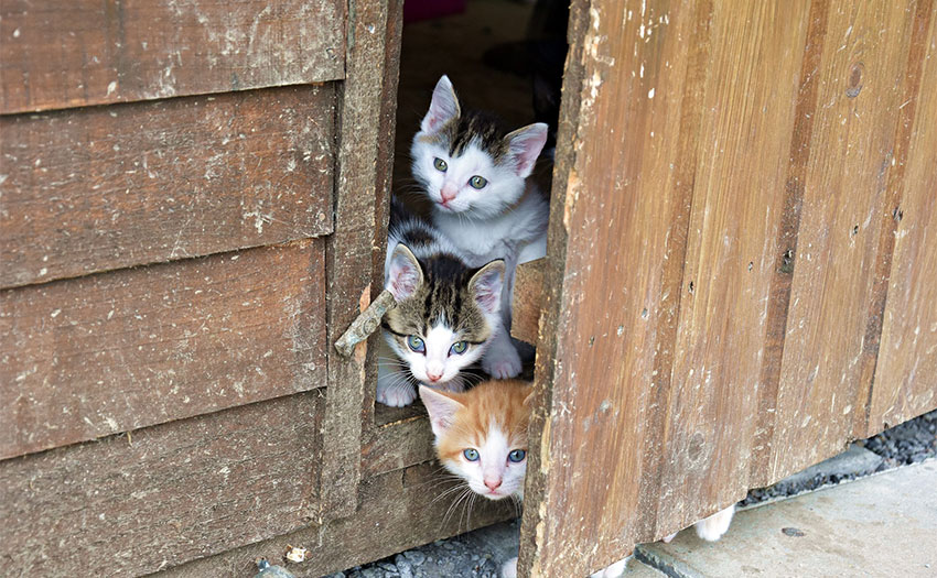 El Centro de Protección Animal continúa con su control de las colonias  felinas - Ayuntamiento de Torrelodones